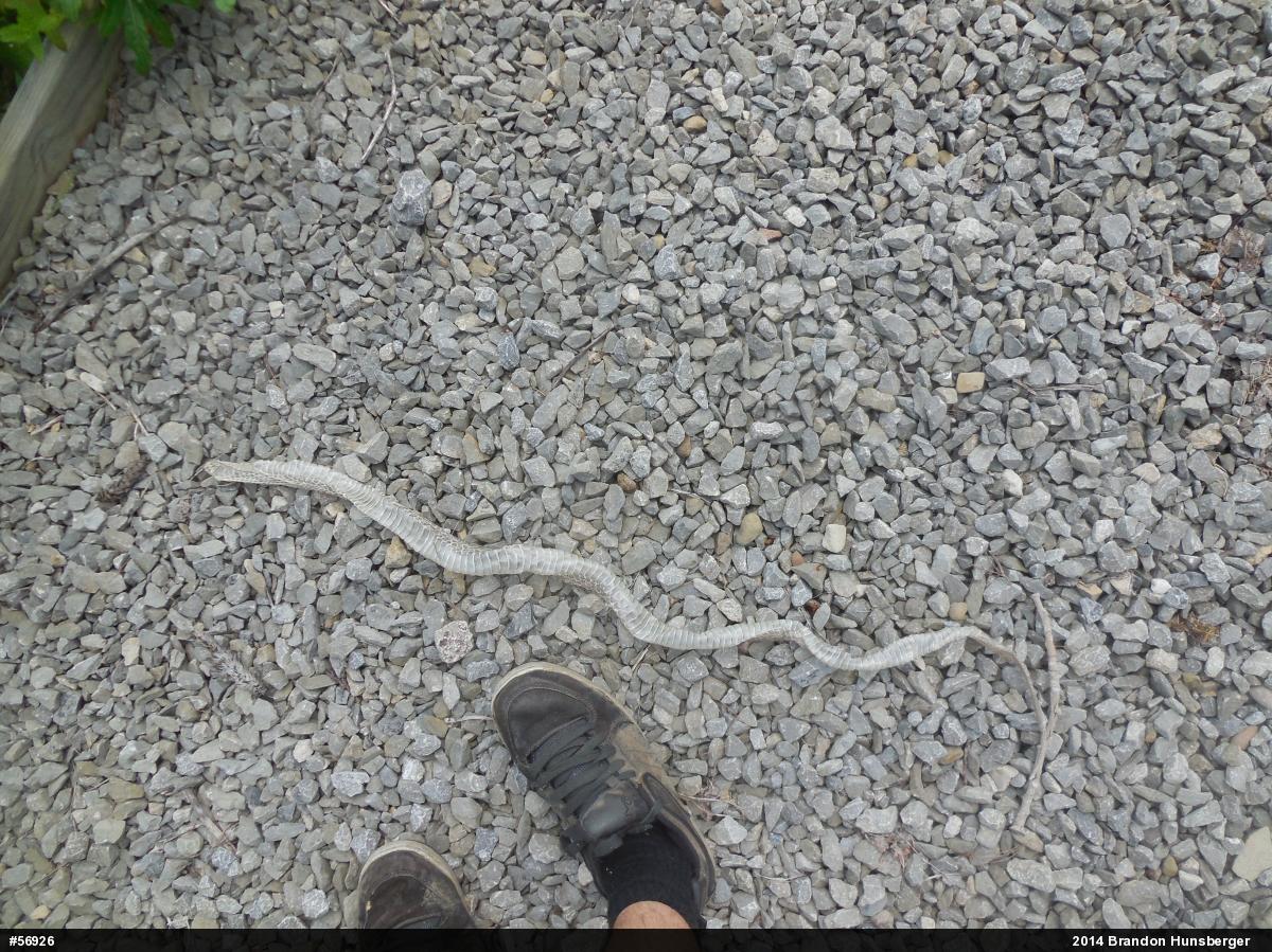 Northern Watersnake