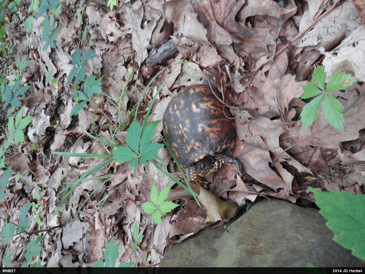 Eastern Box Turtle