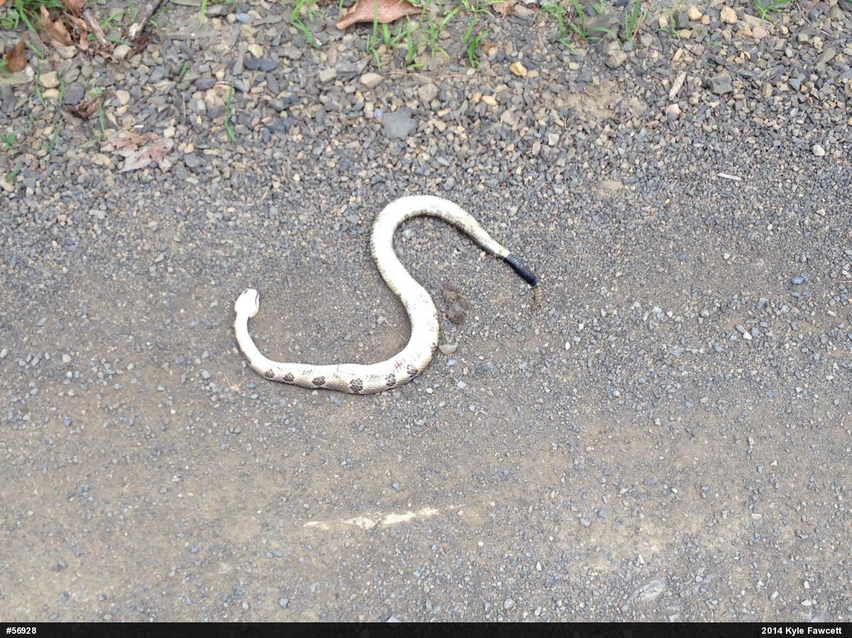 Timber Rattlesnake
