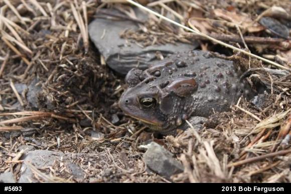 Eastern American Toad
