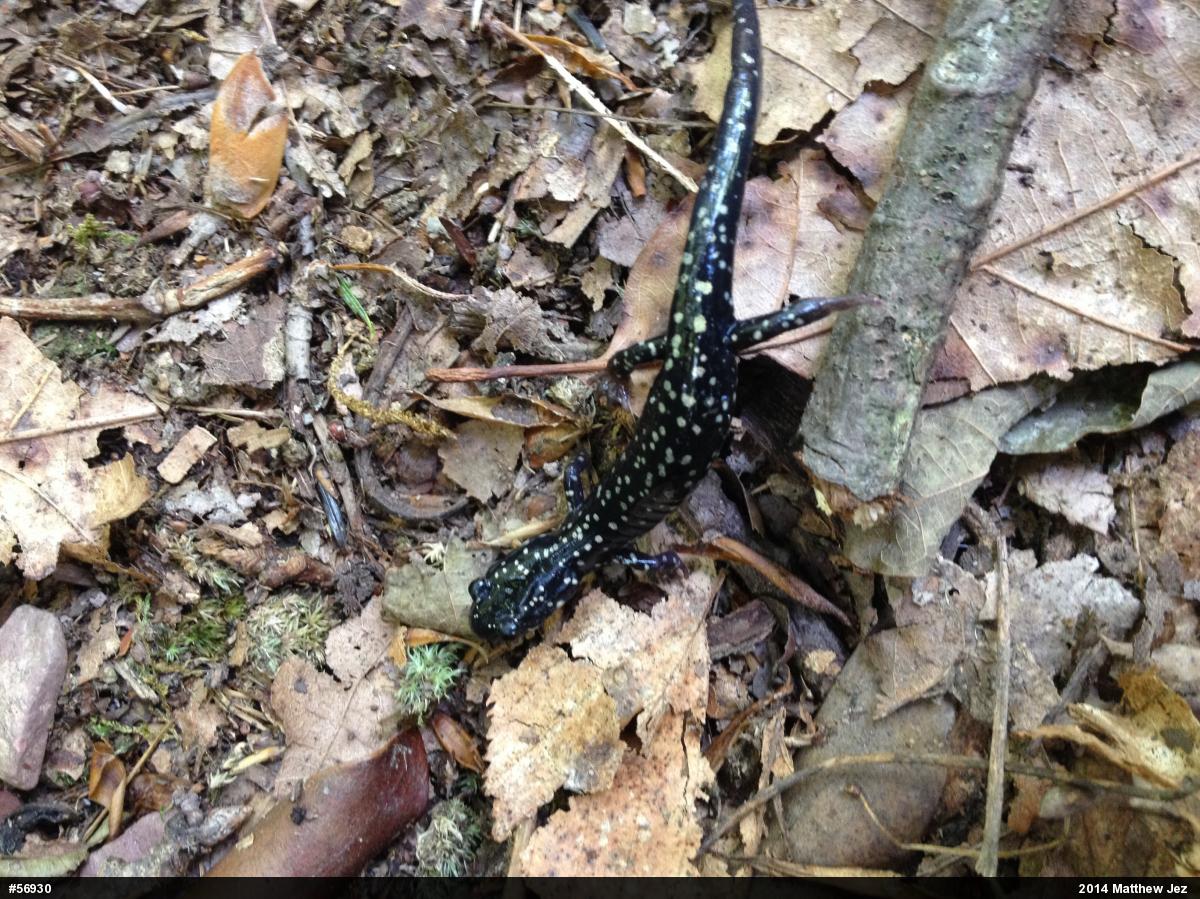 Northern Slimy Salamander