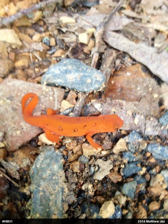 Red-spotted Newt