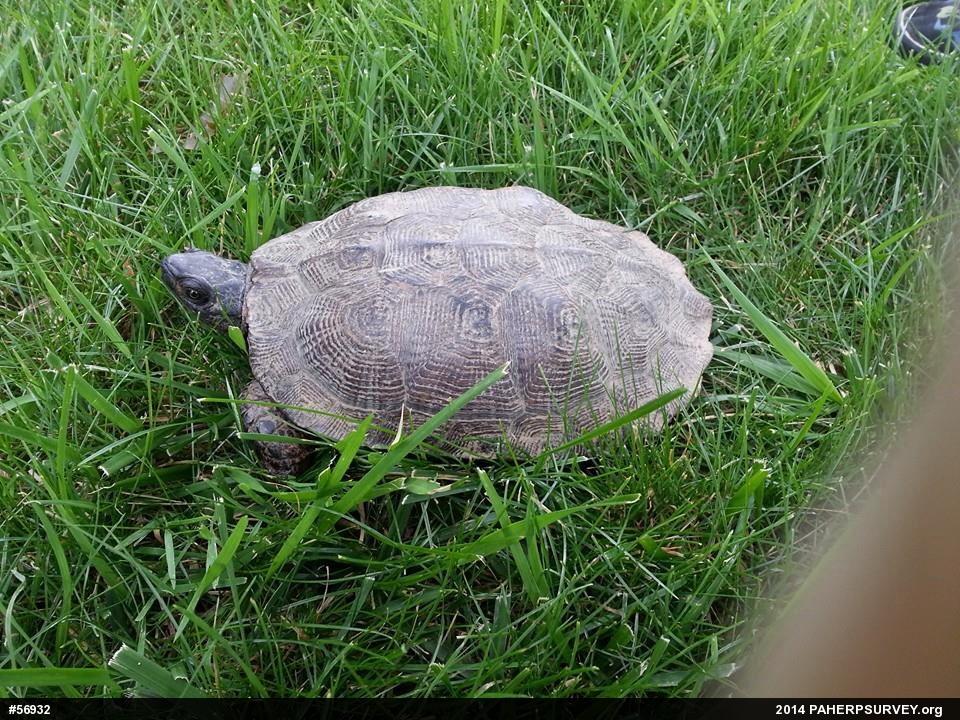 Wood Turtle