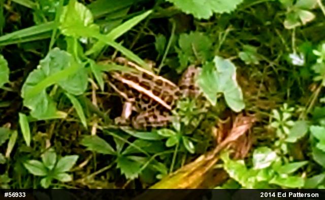 Pickerel Frog