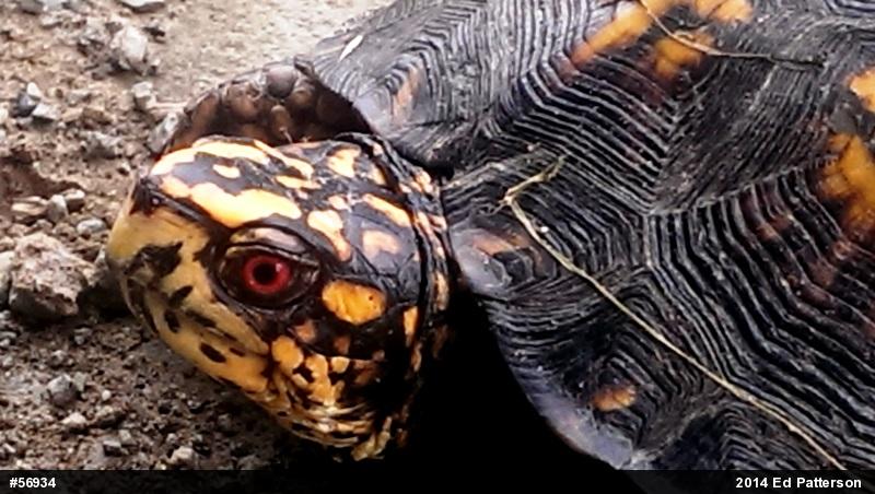 Eastern Box Turtle