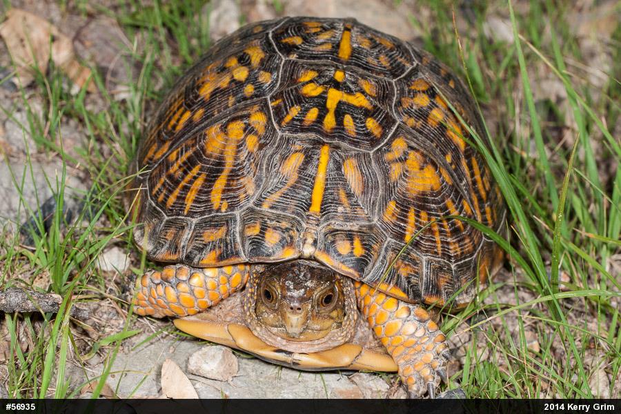 Eastern Box Turtle