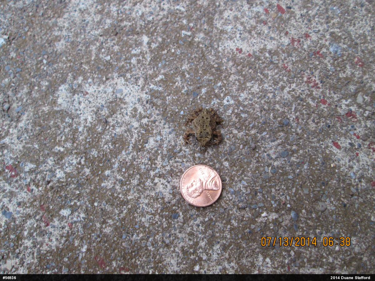 Eastern American Toad
