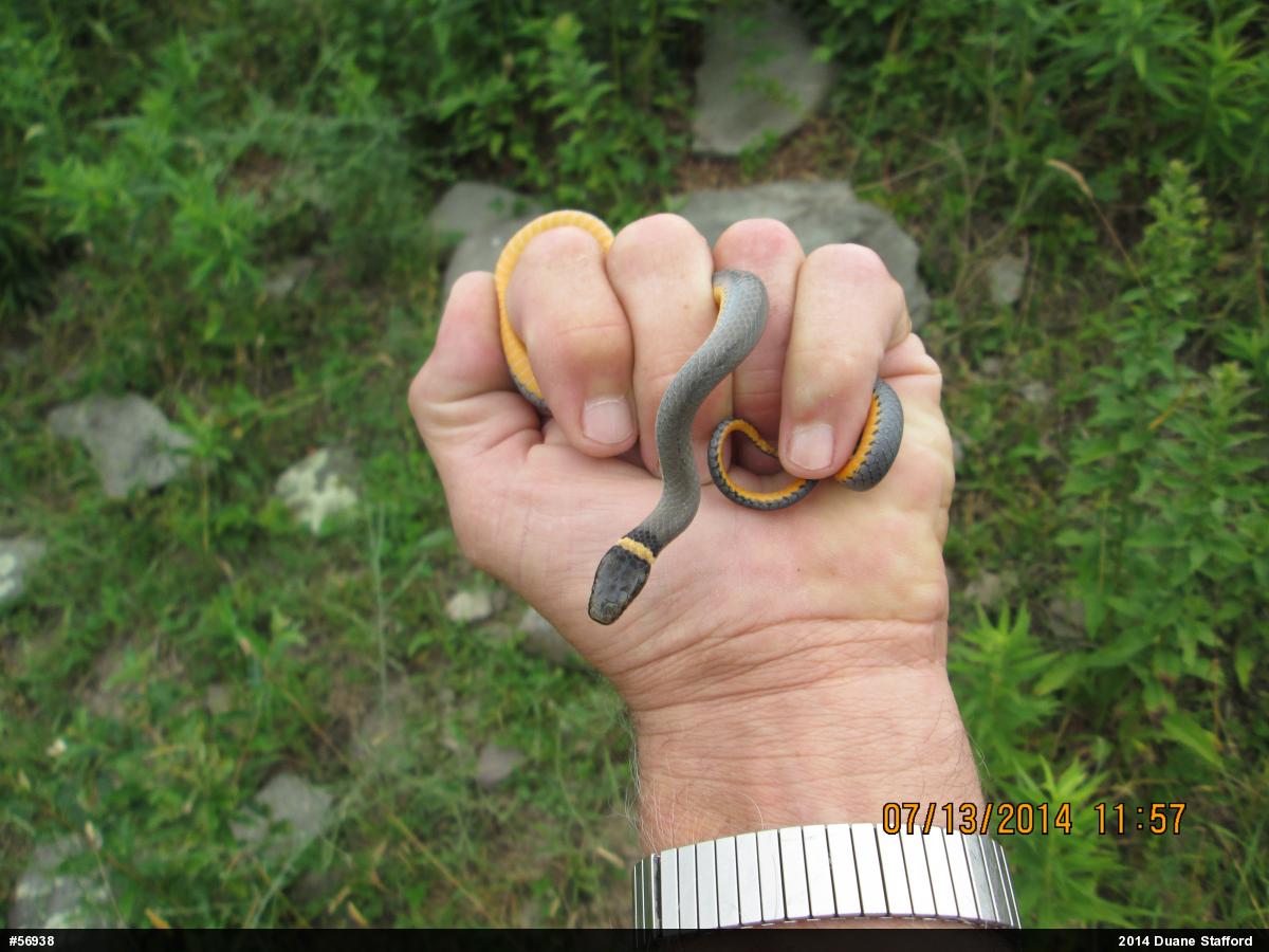 Northern Ring-necked Snake