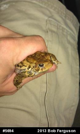 True Toads