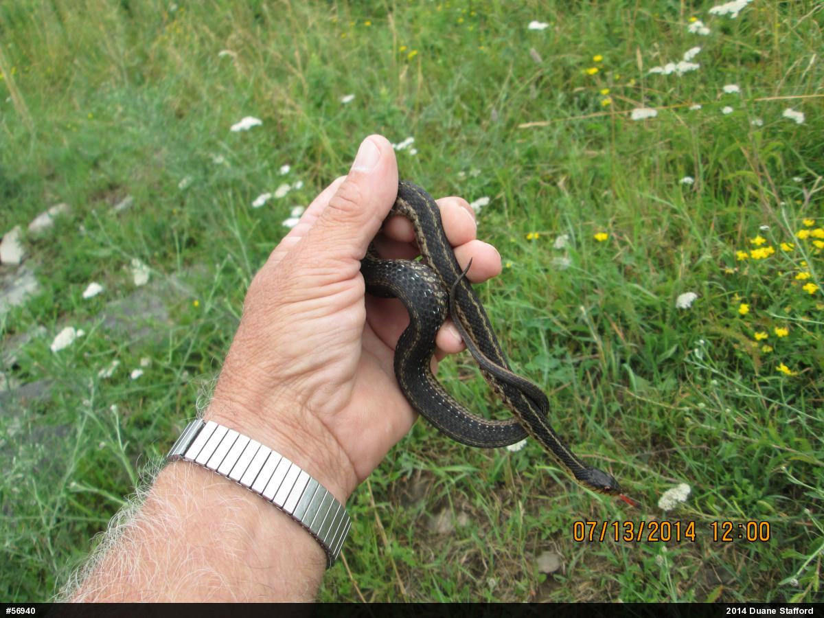 Eastern Gartersnake