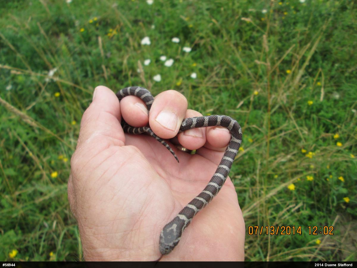 Eastern Milksnake