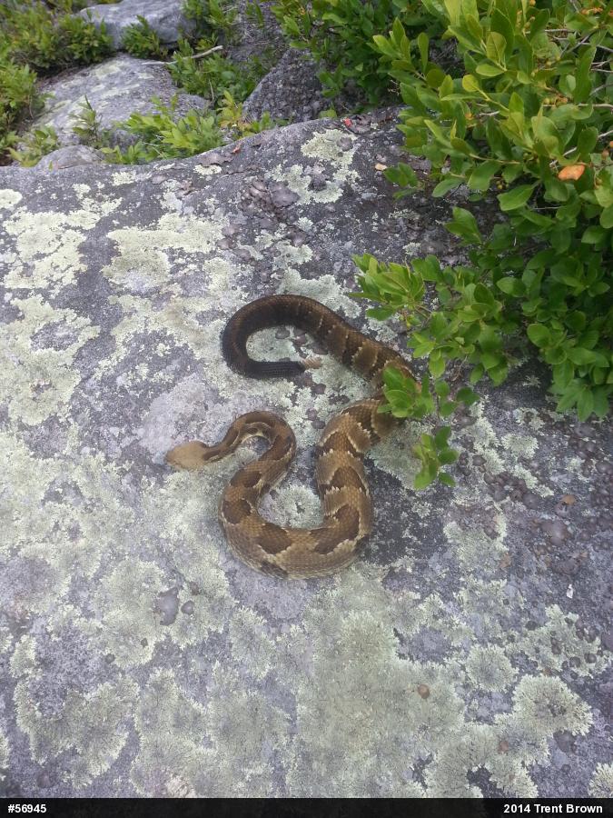 Timber Rattlesnake