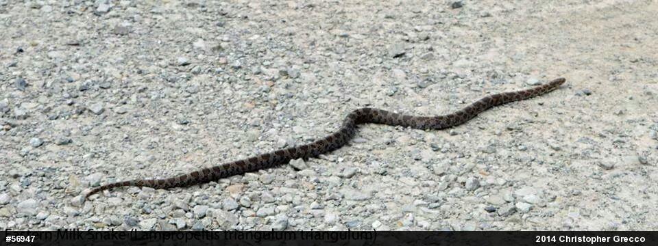 Eastern Milksnake