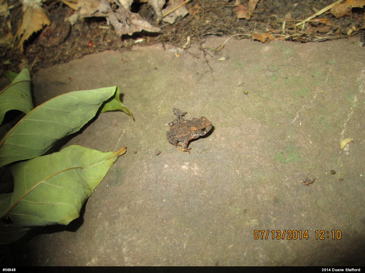 Eastern American Toad