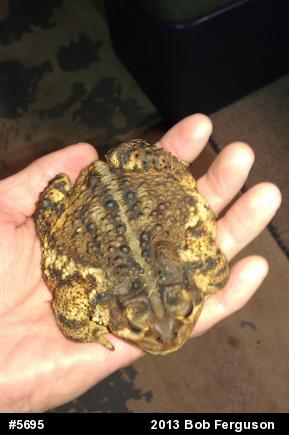 Eastern American Toad