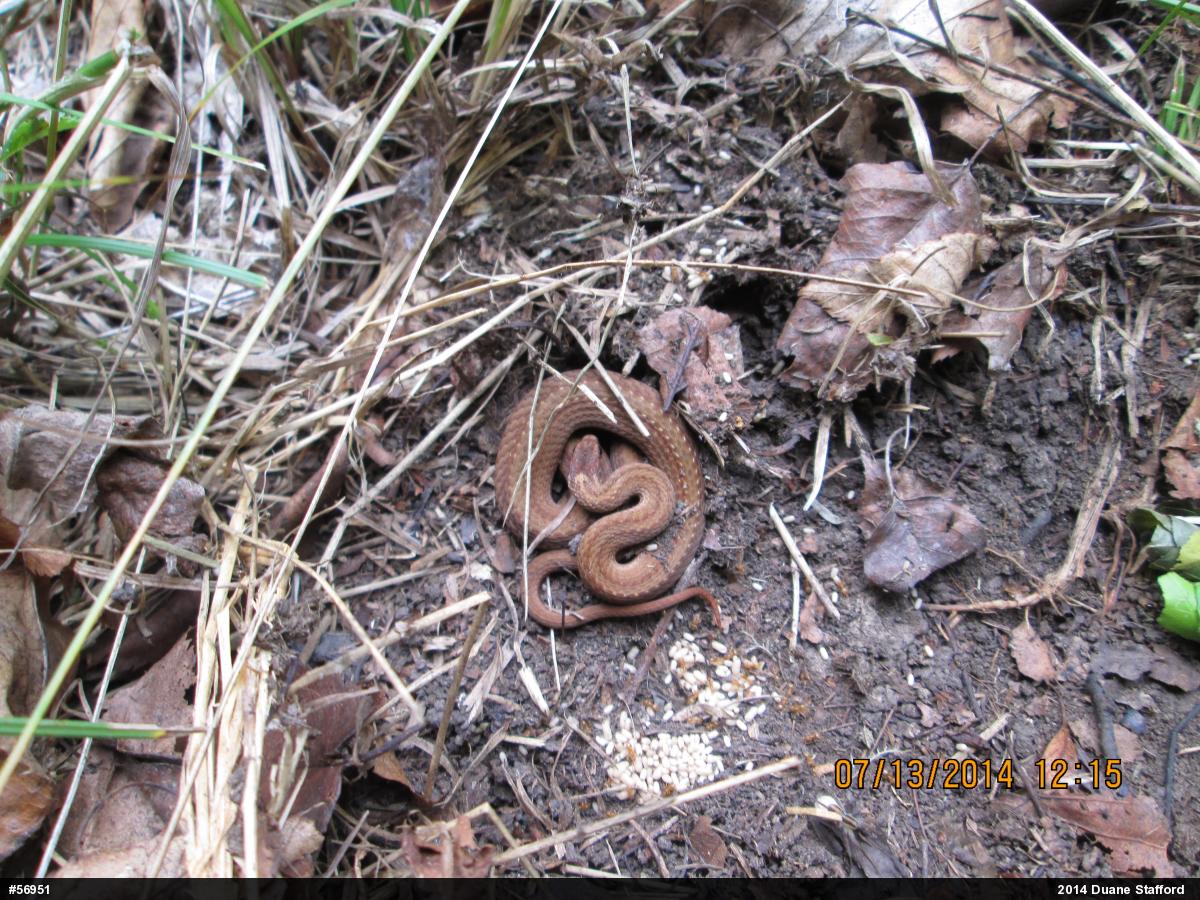 Red-bellied Snake