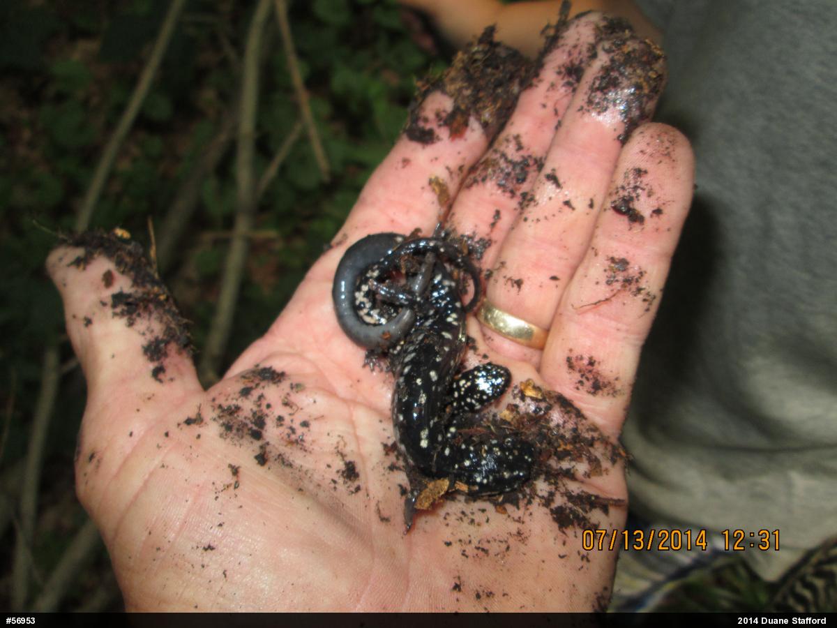 Northern Slimy Salamander