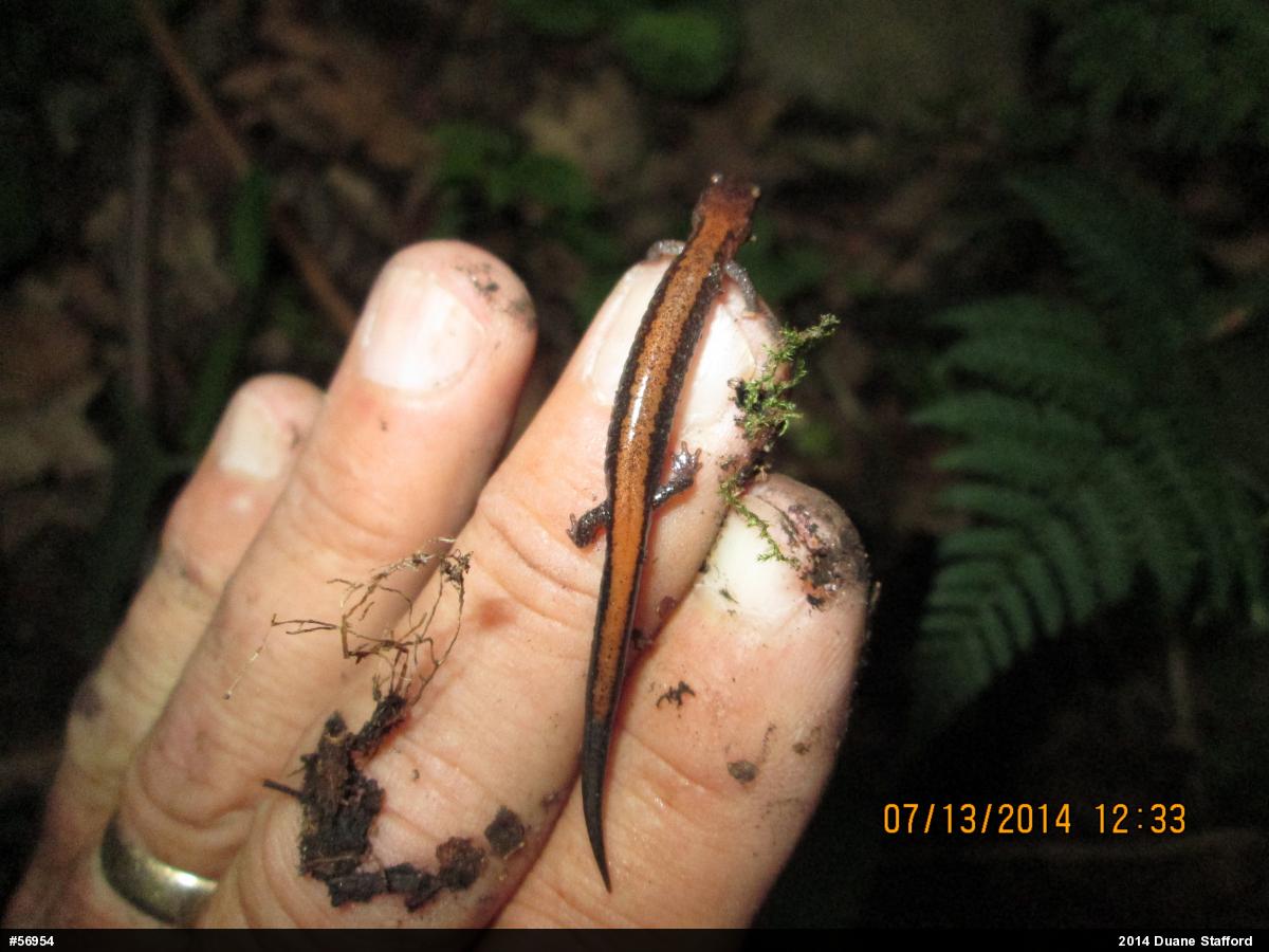 Eastern Red-backed  Salamander