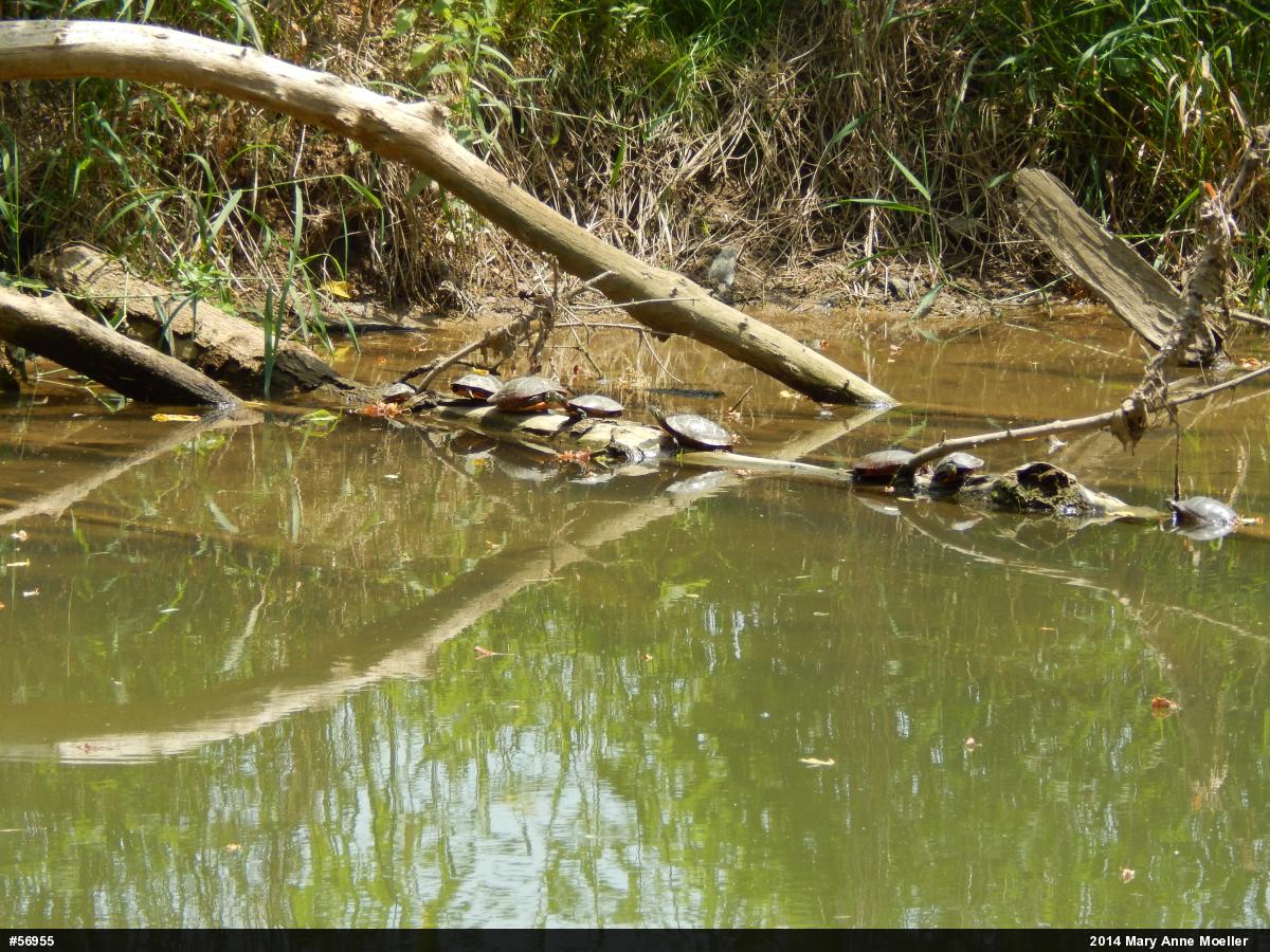 Eastern Painted Turtle