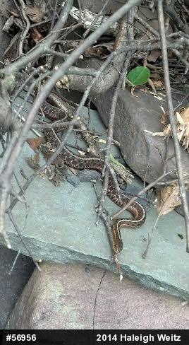 Eastern Gartersnake