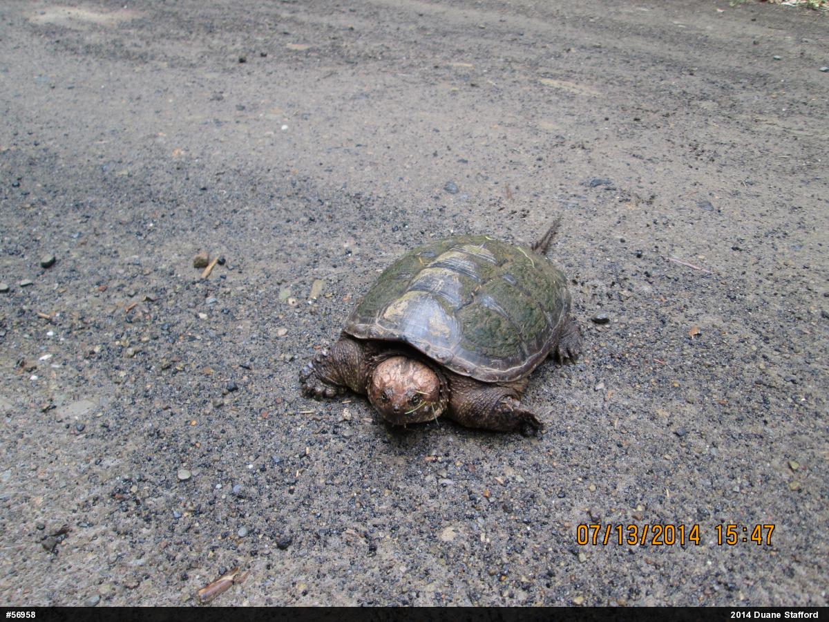 Snapping Turtle