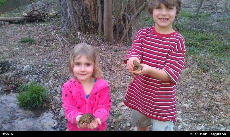 True Toads