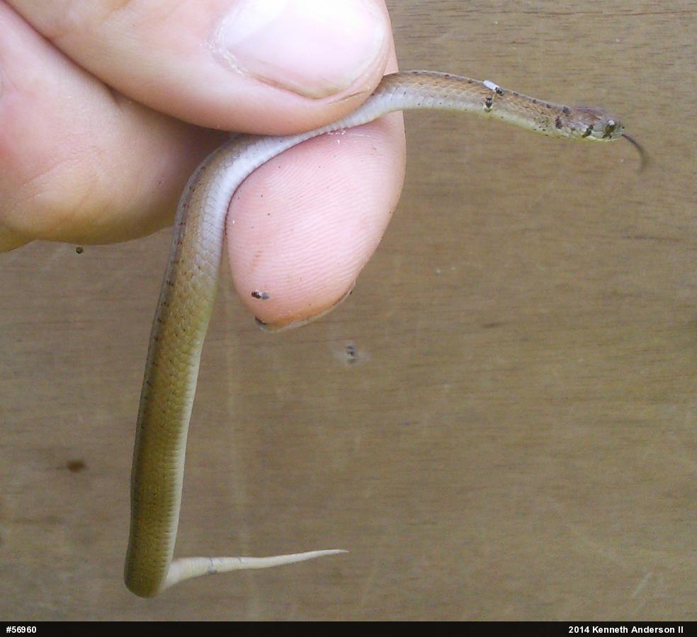 Dekay's Brownsnake