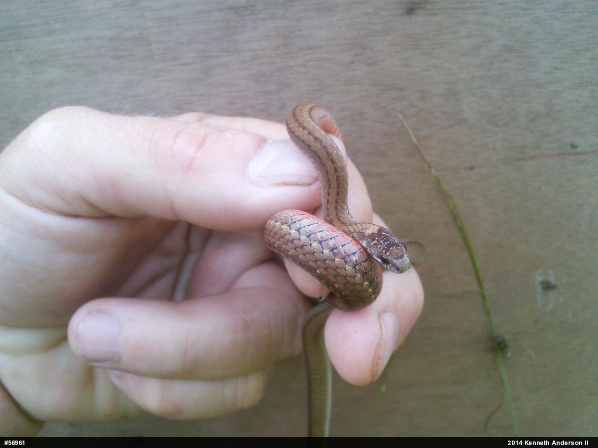 Red-bellied Snake