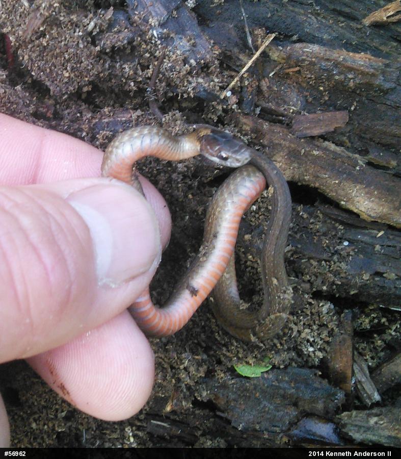 Red-bellied Snake