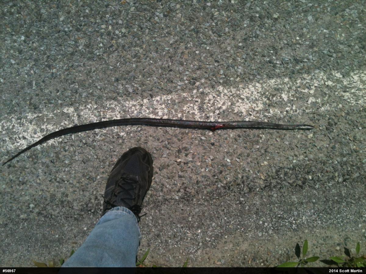 Eastern Ratsnake