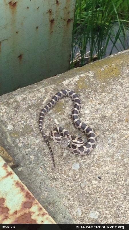 Eastern Ratsnake