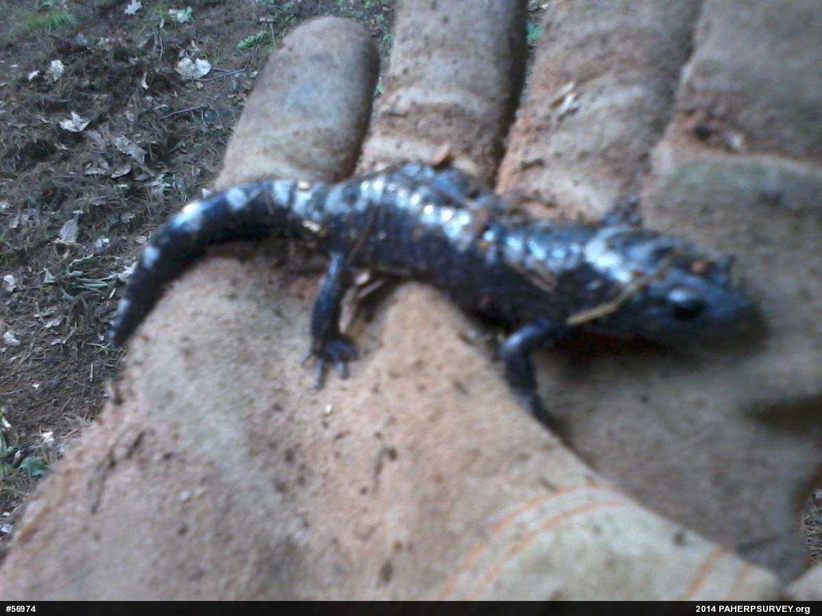 Marbled Salamander