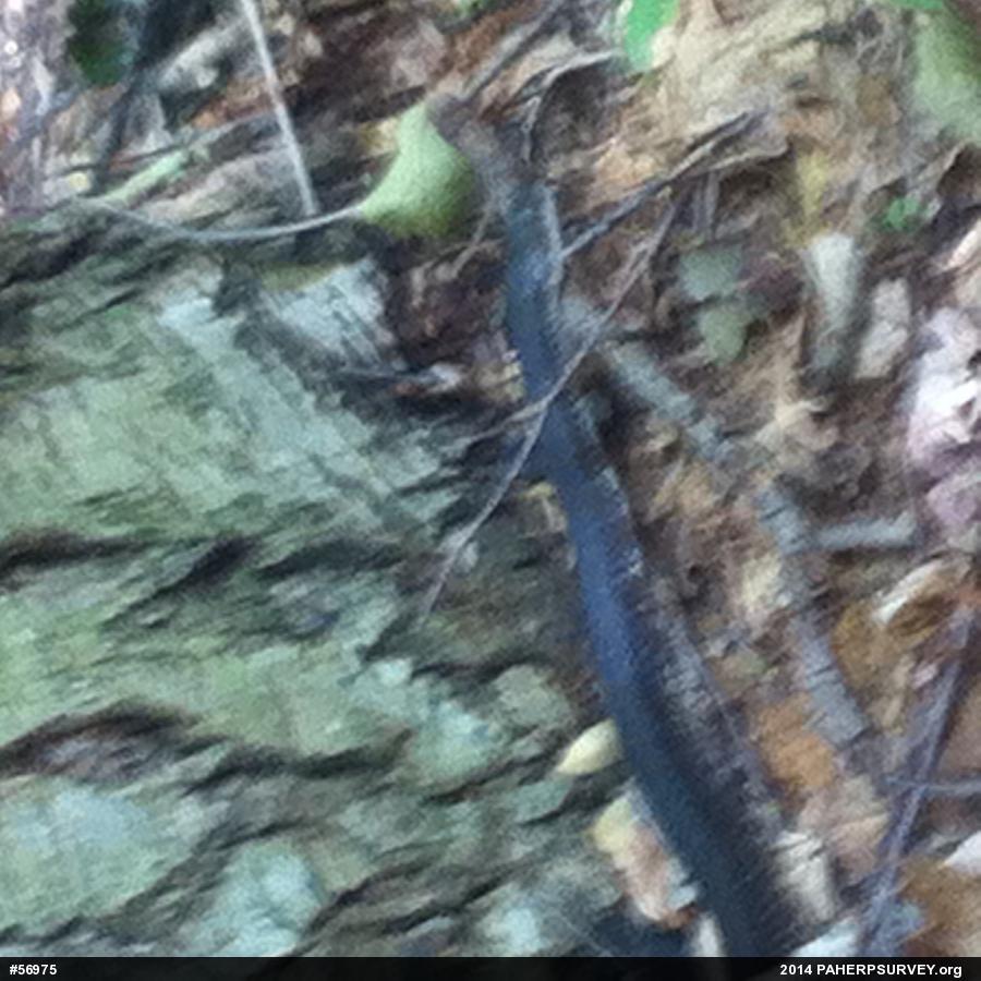 Eastern Ratsnake