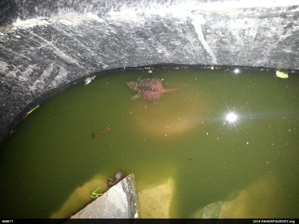 Snapping Turtle