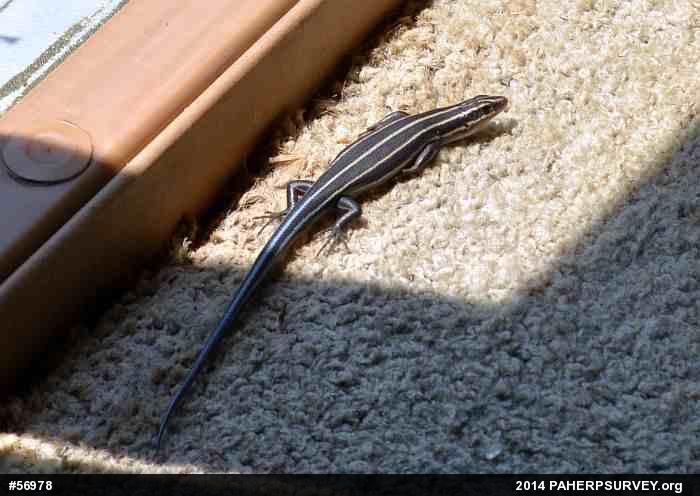 Common Five-lined Skink
