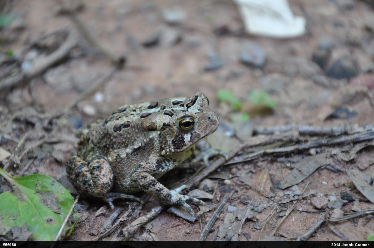 Eastern American Toad