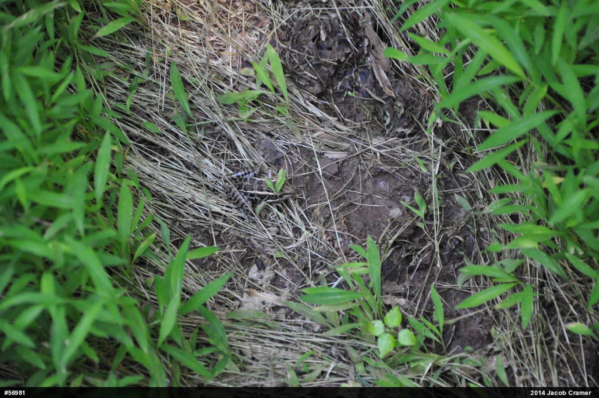 Pickerel Frog