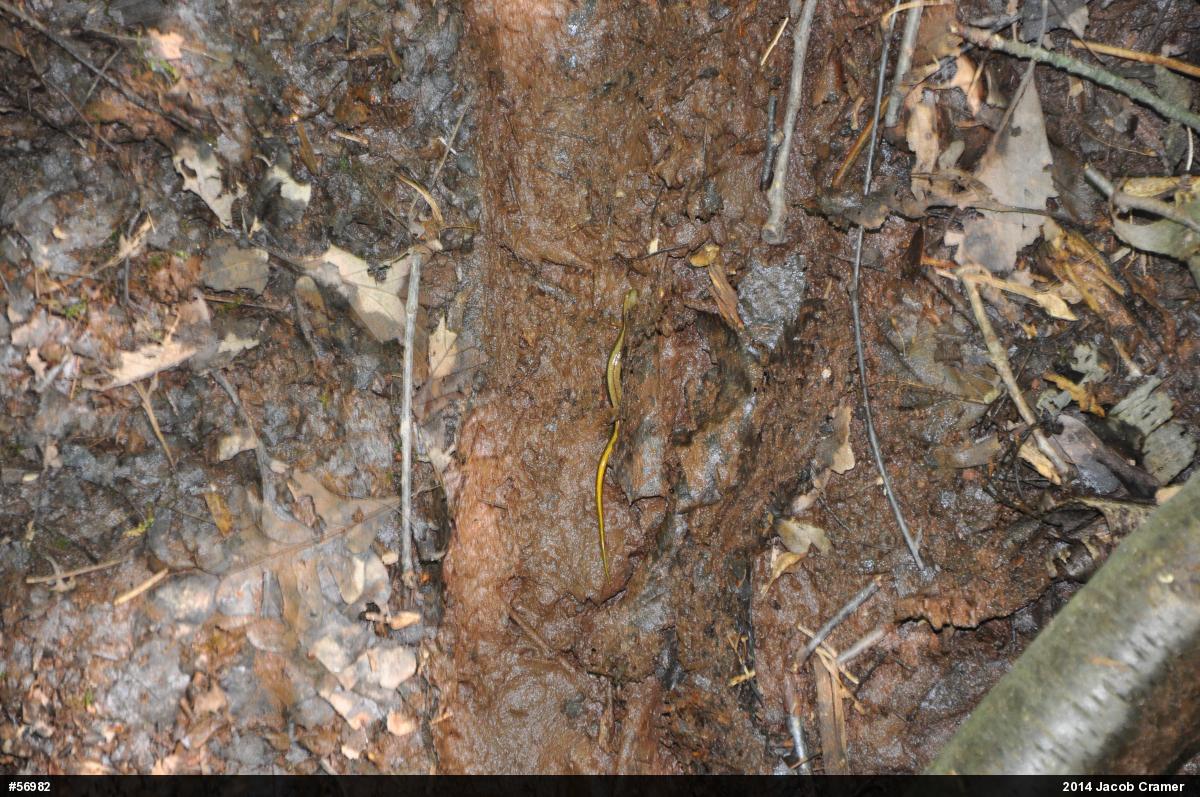 Northern Two-lined Salamander