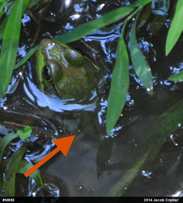 Green Frog