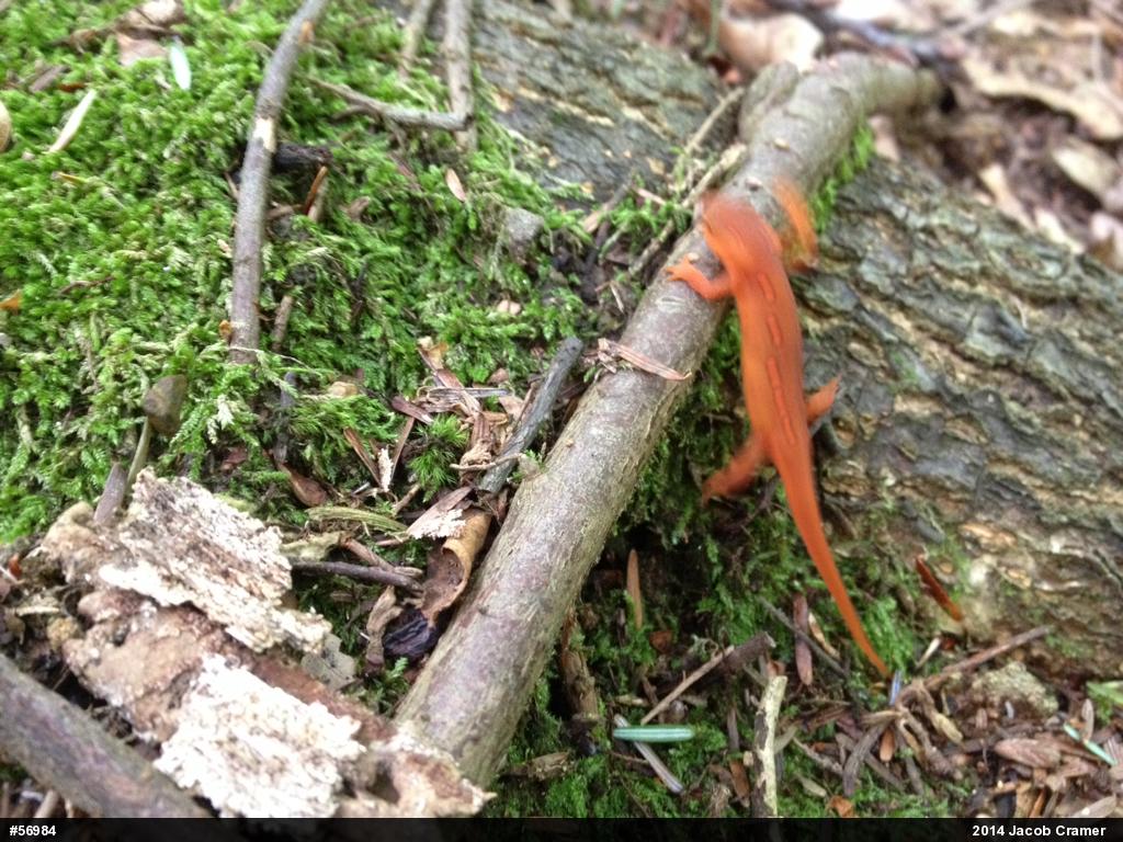 Red-spotted Newt