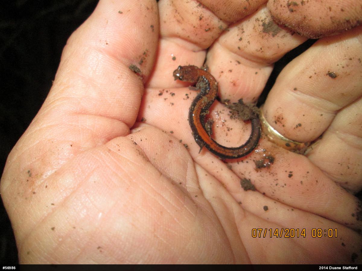 Eastern Red-backed  Salamander