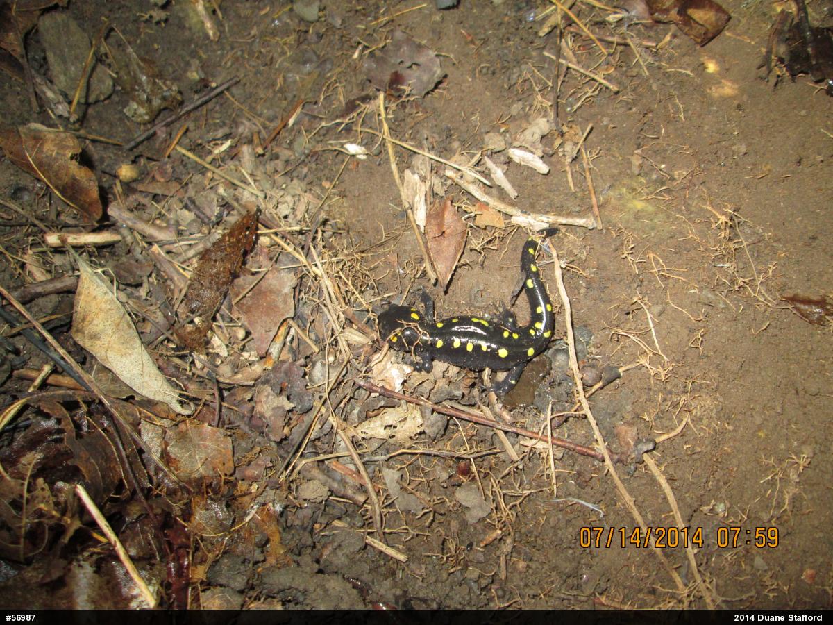 Spotted Salamander