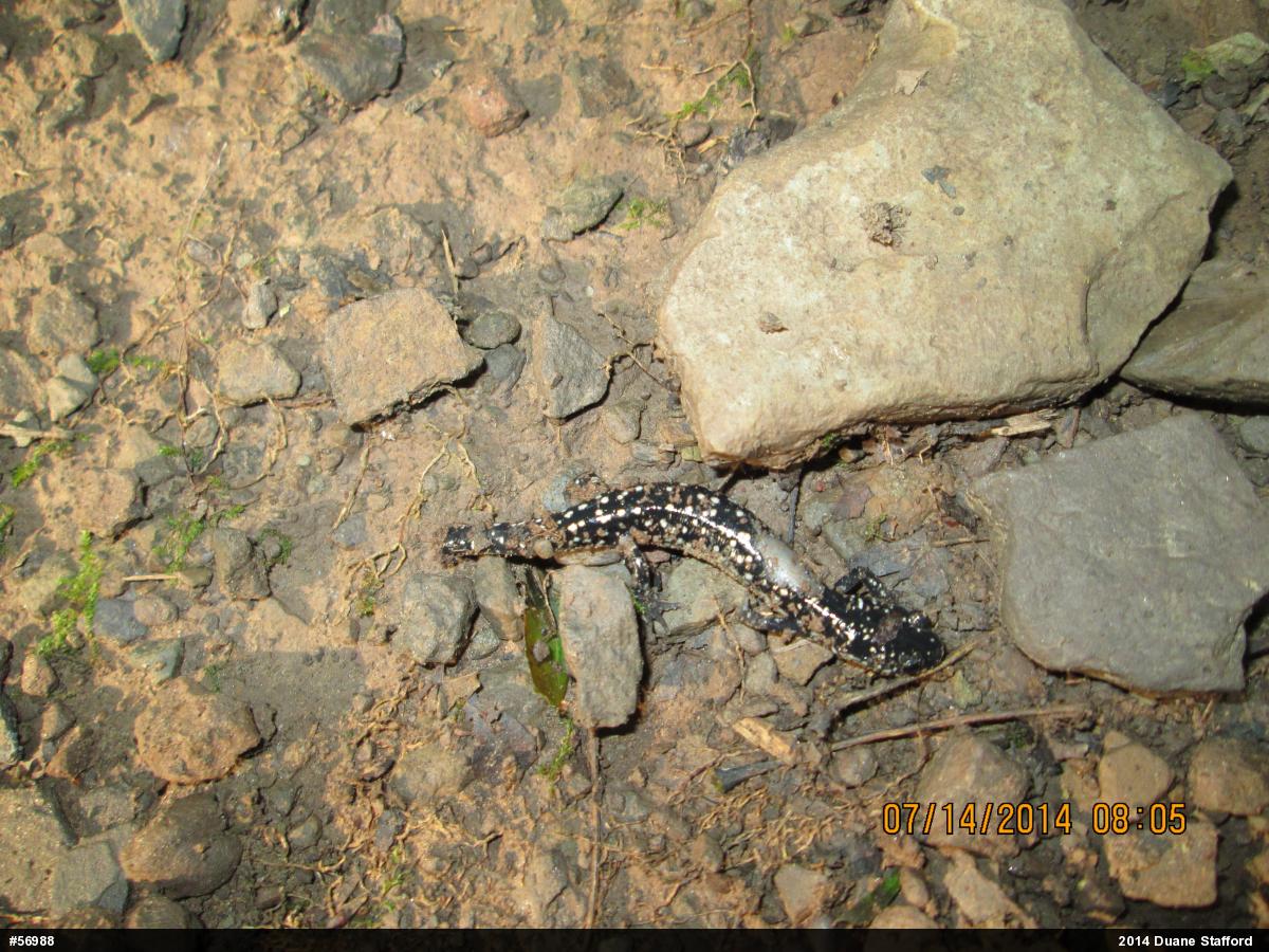Northern Slimy Salamander