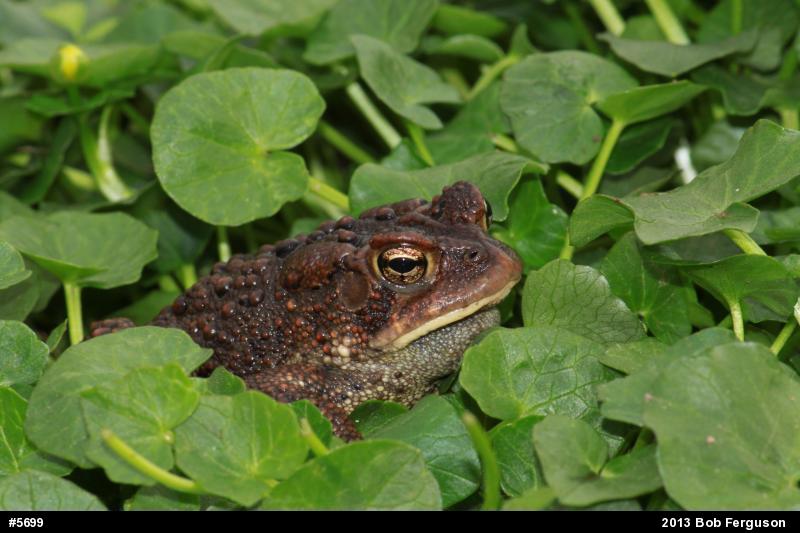 Eastern American Toad
