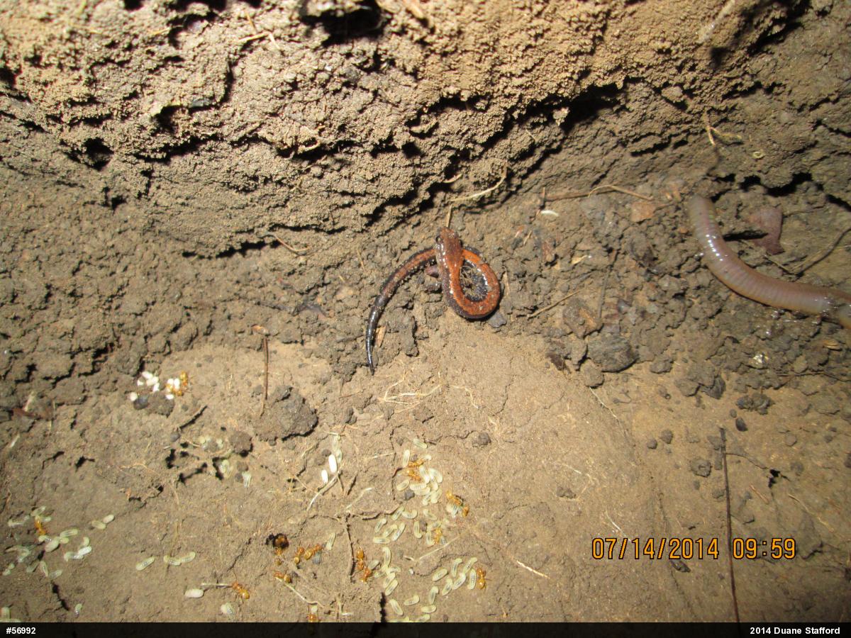 Eastern Red-backed  Salamander