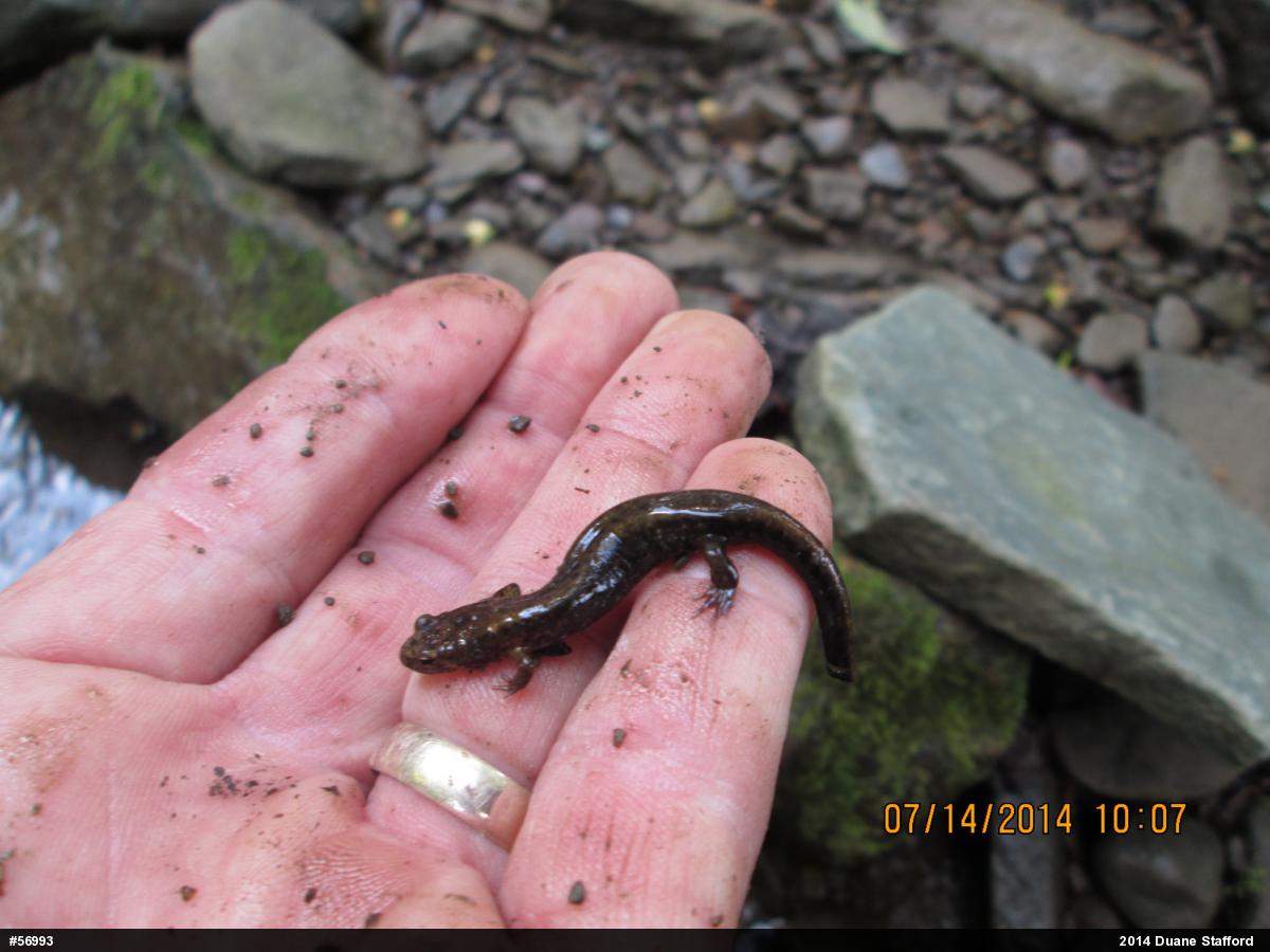 Northern Dusky Salamander