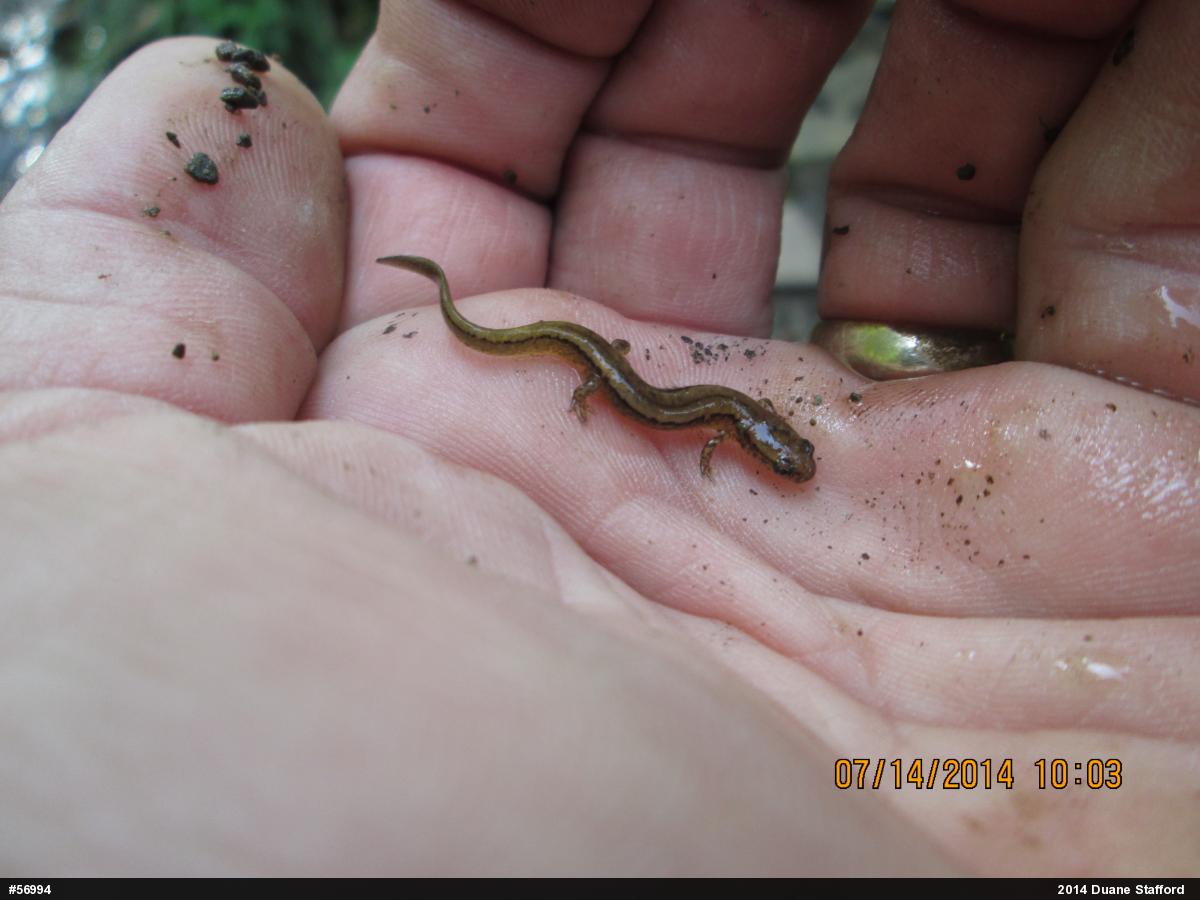 Northern Two-lined Salamander