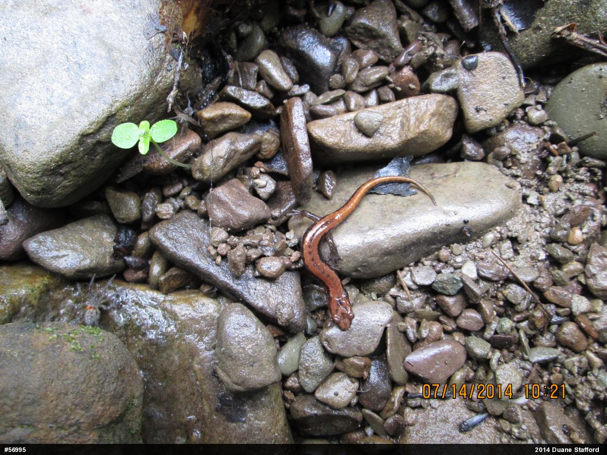 Allegheny Mountain Dusky Salamander