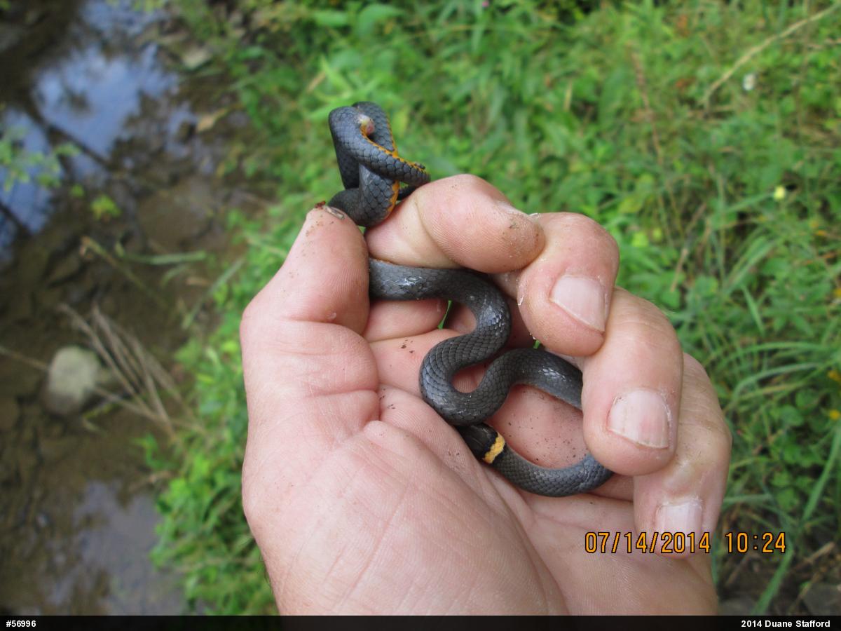 Northern Ring-necked Snake