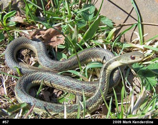 Eastern Gartersnake